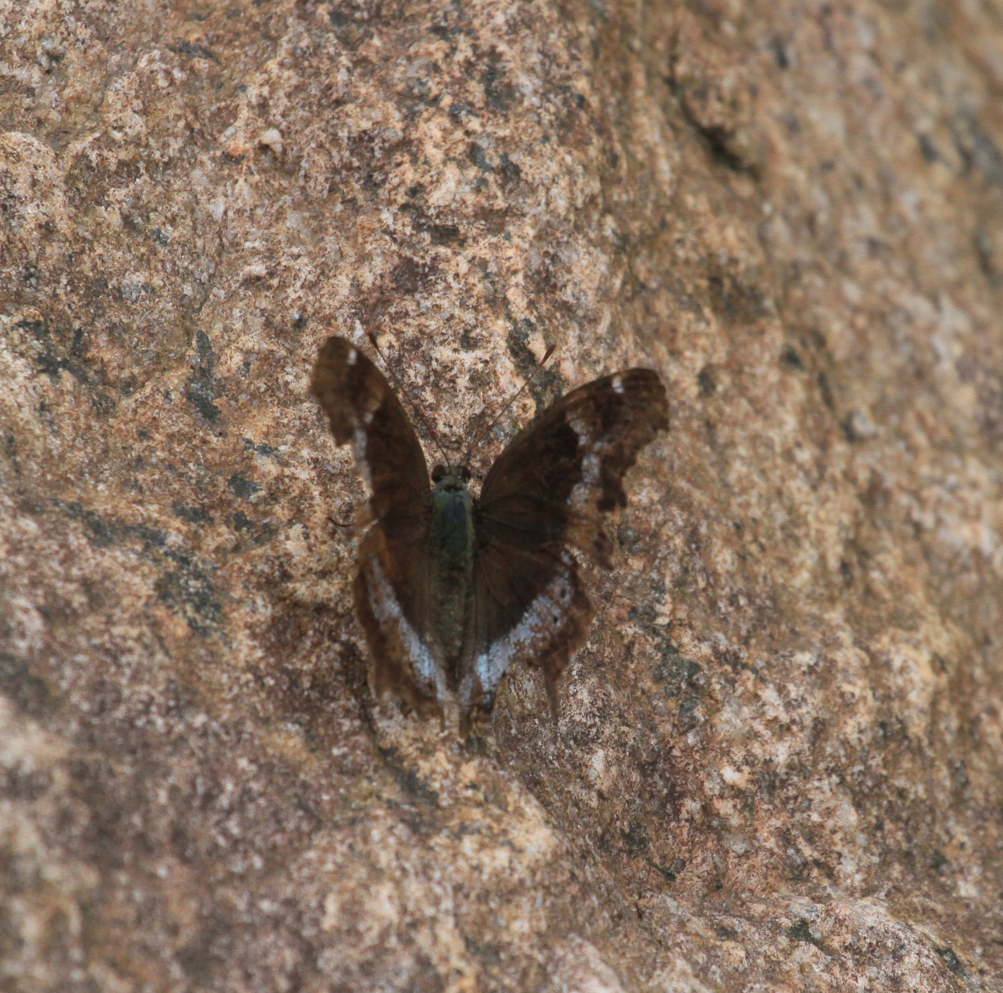 Blue Admiral