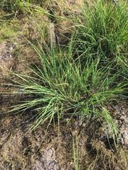 Carex lenticularis