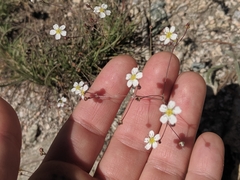 Ivesia santolinoides