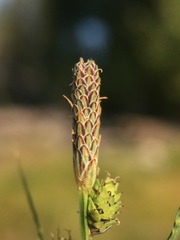 Carex lenticularis