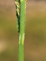 Carex lenticularis
