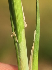 Carex lenticularis