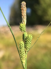 Carex lenticularis