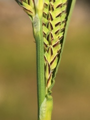 Carex lenticularis
