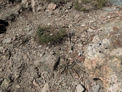 Ivesia santolinoides