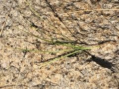 Carex athrostachya