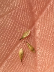 Carex athrostachya