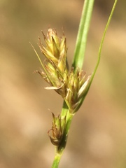 Carex athrostachya