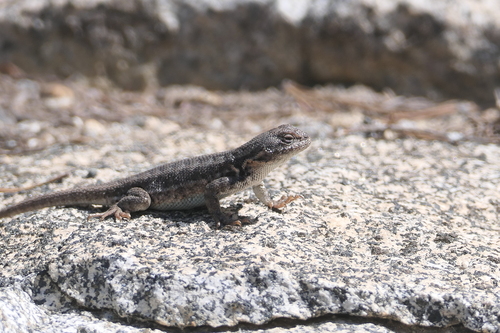 iNaturalist observation photo of Common Sagebrush Lizard