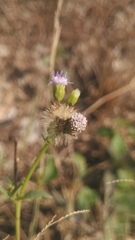 Eupatorieae