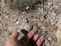 Ivesia santolinoides