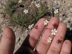 Ivesia santolinoides
