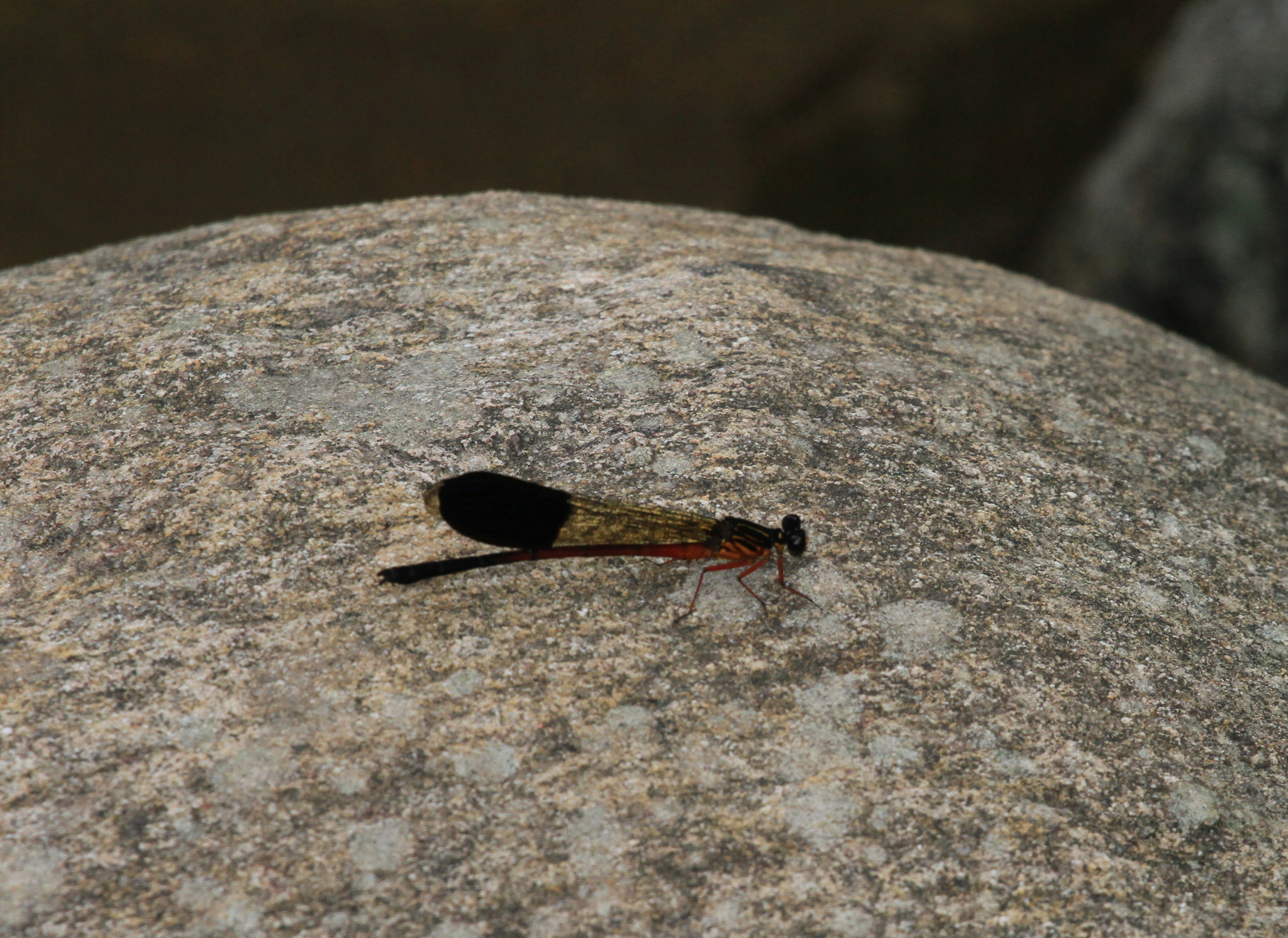 Travancore Satinwing