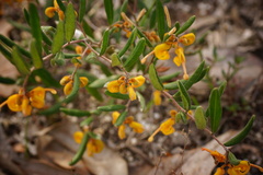 Grevillea chrysophaea