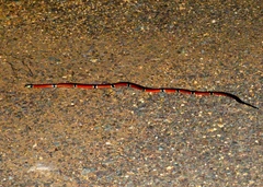 Micrurus distans