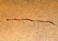 Micrurus distans