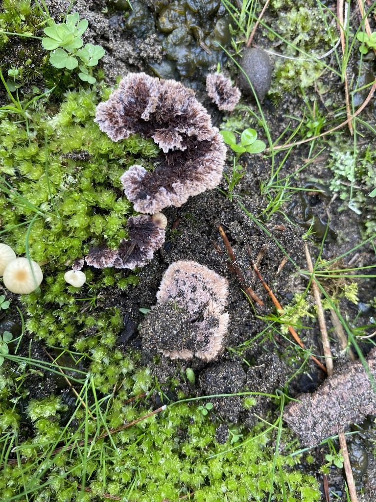 Thelephora terrestris · June 2025 · photo: © bevan (iNaturalist, cc-by)