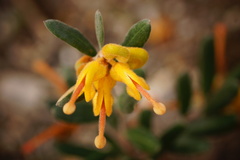 Grevillea chrysophaea