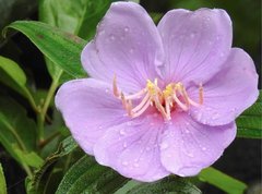 Melastoma sanguineum