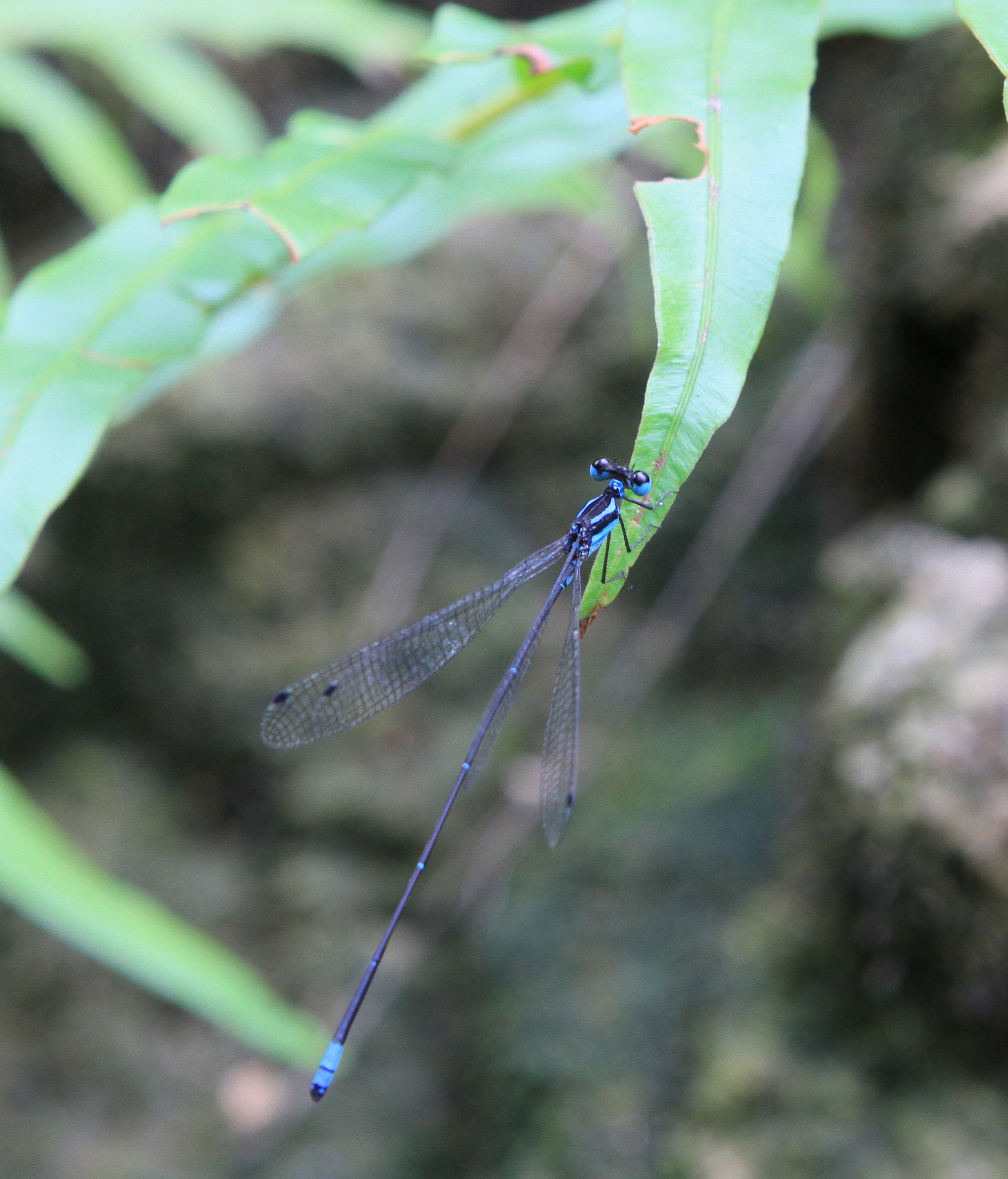 Wayanad Bambootail
