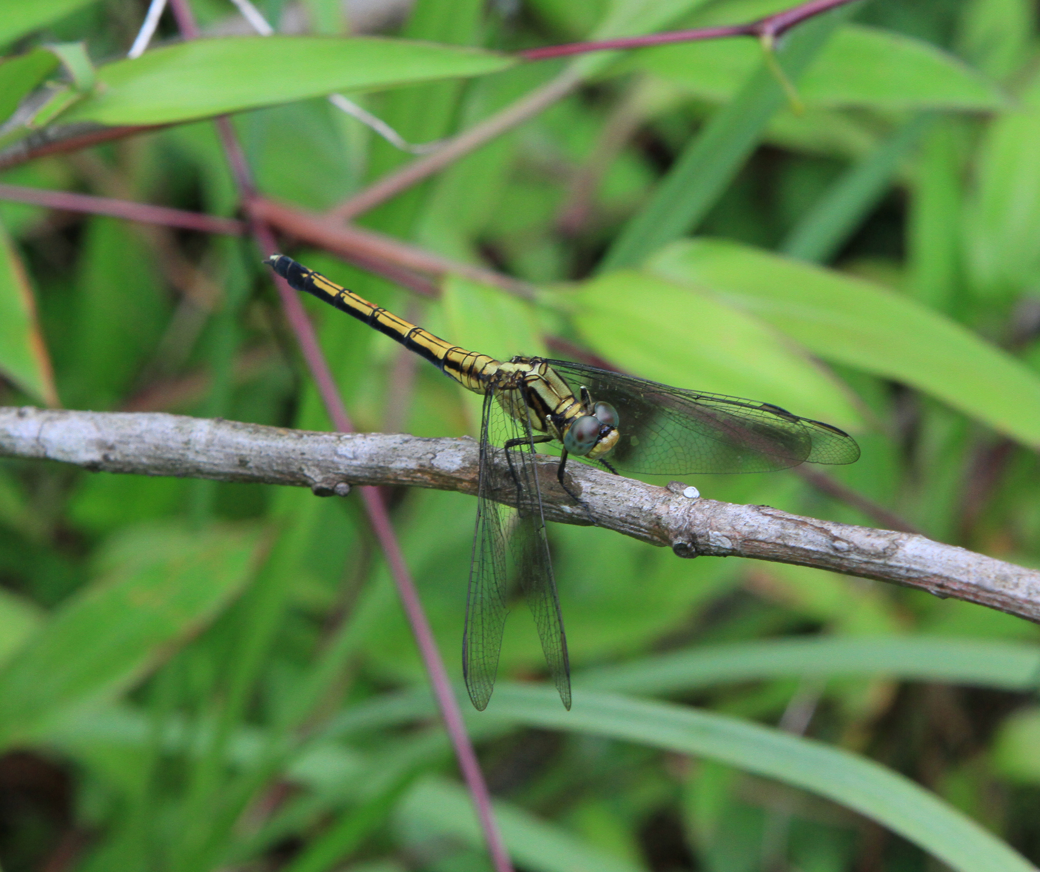 Marsh Skimmer