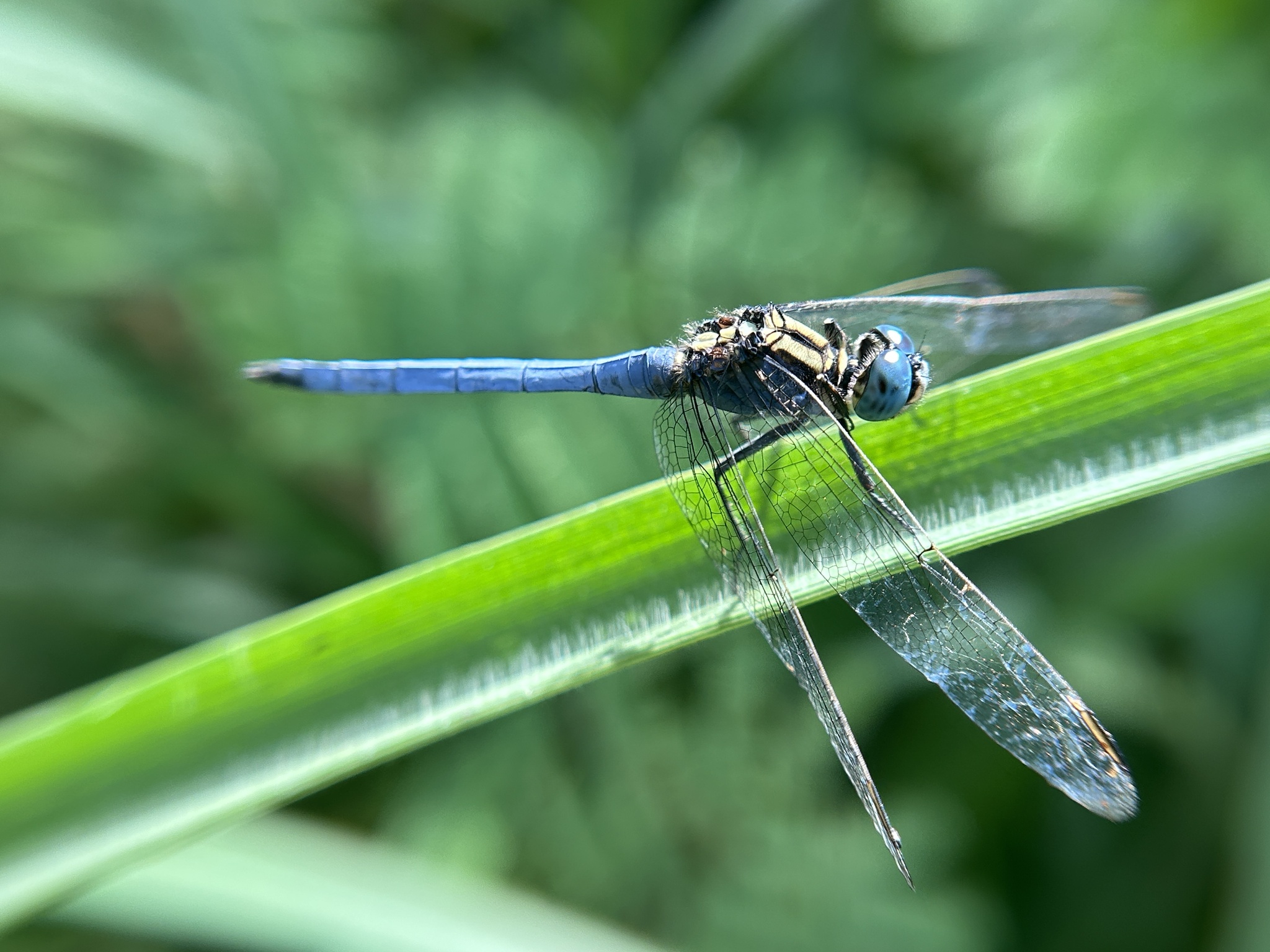 Marsh Skimmer