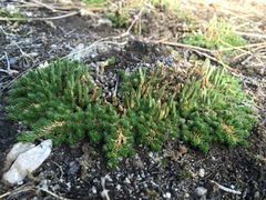 Selaginella densa scopulorum