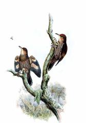 Papuan Treecreeper photo 3