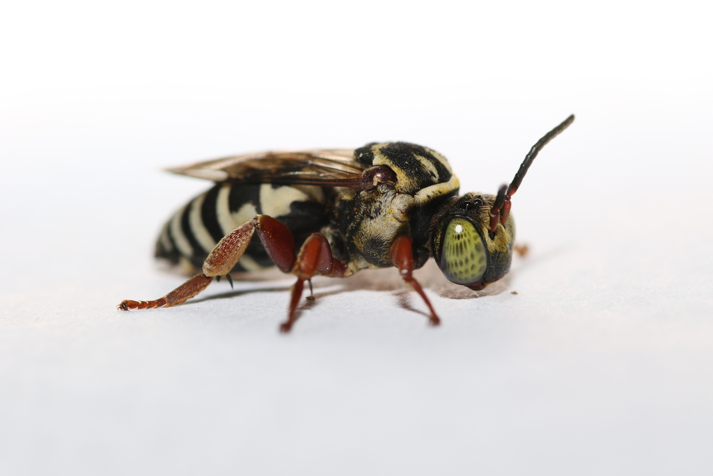Triepeolus