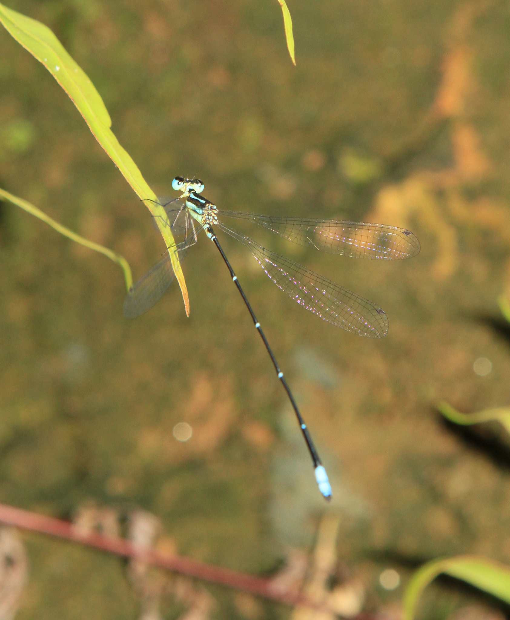 Wayanad Bambootail