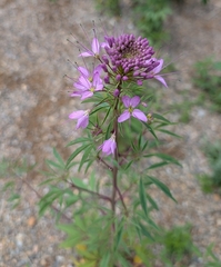 Cleomella serrulata