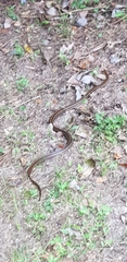 Elaphe quadrivirgata