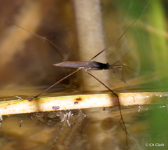 Limnoporus notabilis