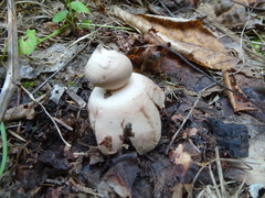 Geastrum rufescens