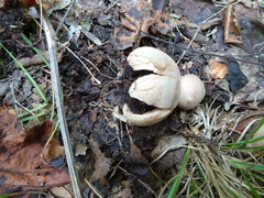 Geastrum rufescens