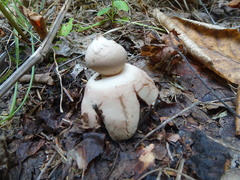 Geastrum rufescens