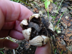 Geastrum rufescens