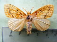 Mylantria xanthospila