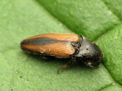 Ampedus militaris