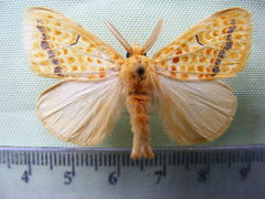 Mylantria xanthospila