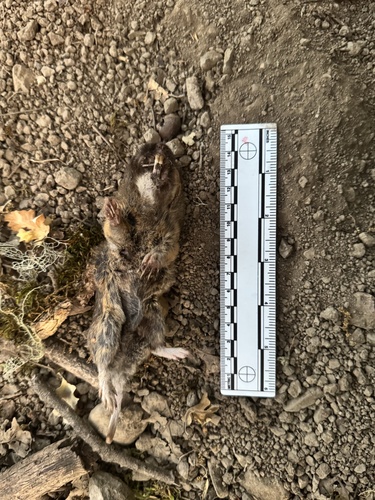 iNaturalist observation photo of Botta's Pocket Gopher