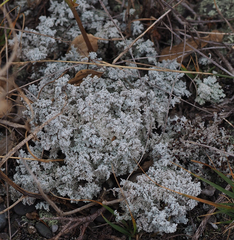 Stereocaulon saxatile