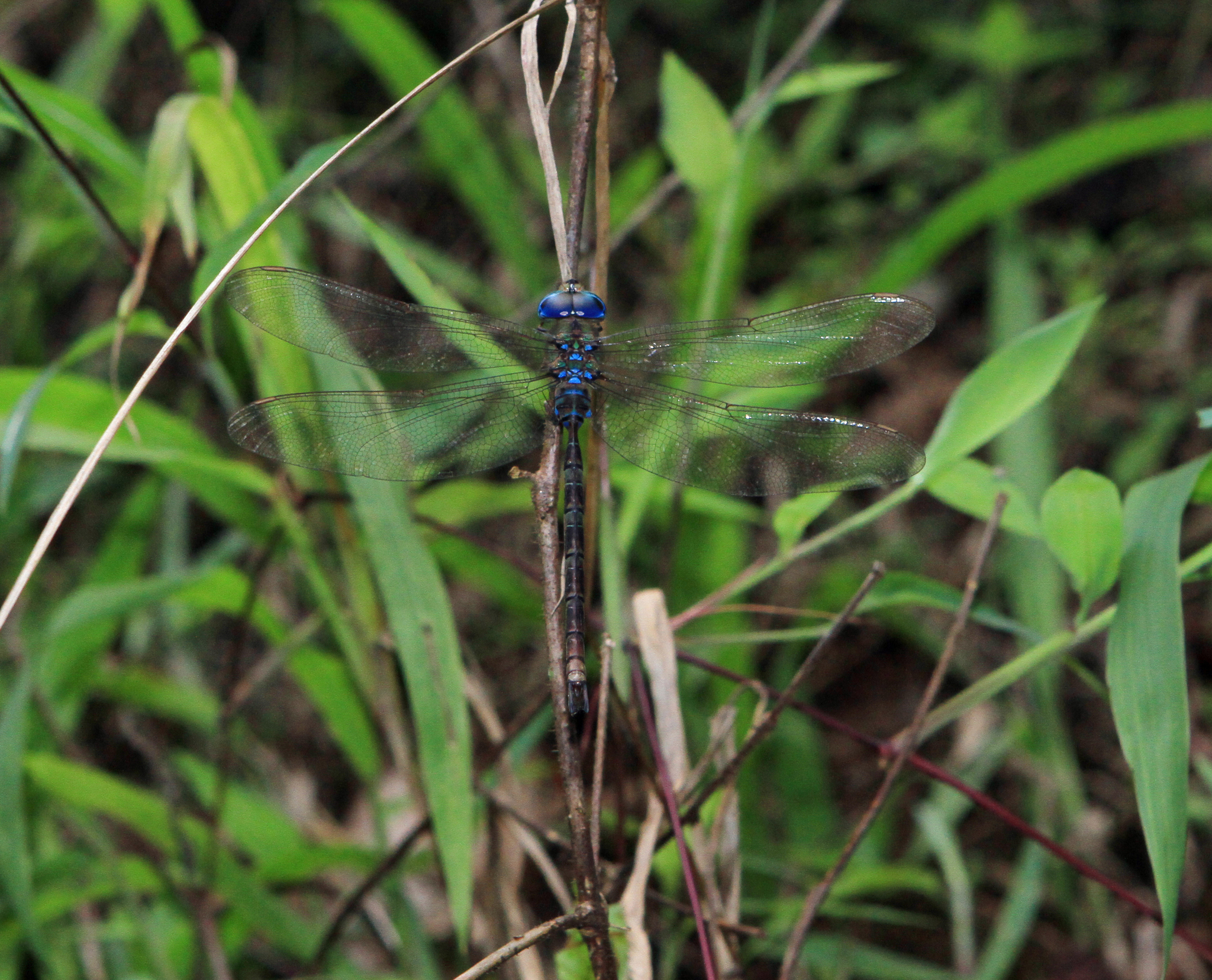 Brown Duskhawker