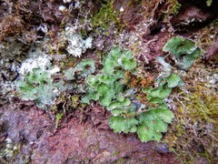 Solorina saccata
