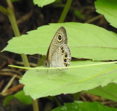 Ypthima argus
