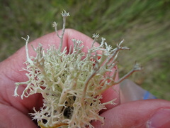 Cladonia amaurocraea