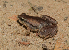 Microhyla mymensinghensis
