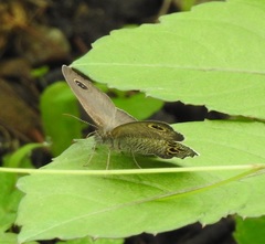 Ypthima argus