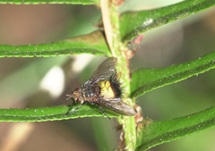 Xanthoepalpus bicolor