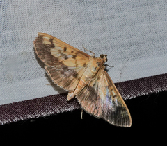 Syllepte sellalis